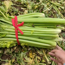 芹菜，基地直发！一手货源欢迎各位客商前来洽谈！