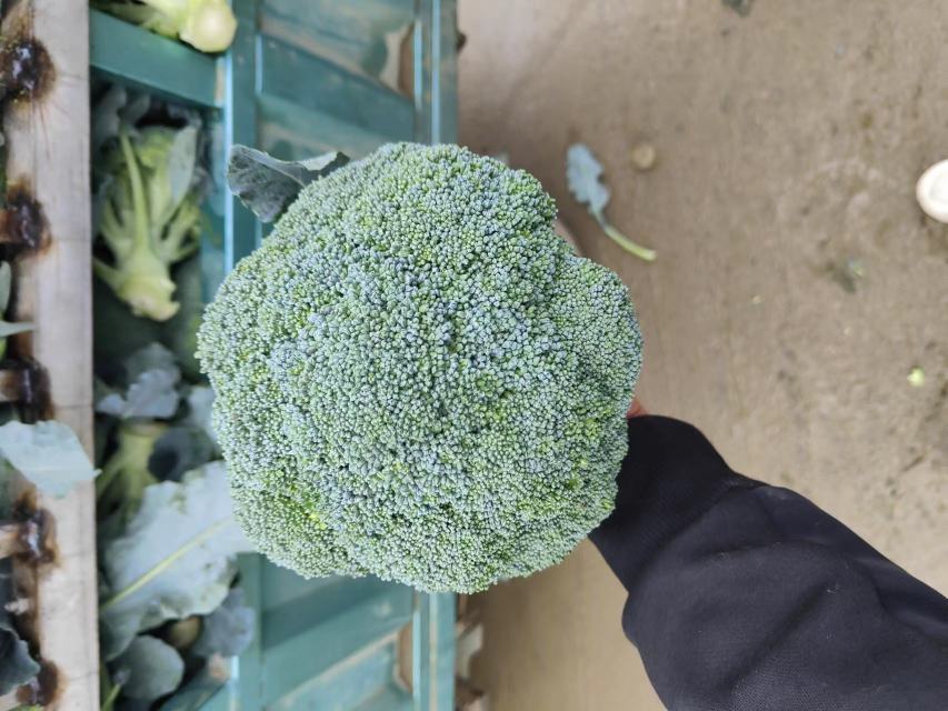 一颗新鲜西兰花被纵向剖开,露出内部清晰的花蕾结构,每一小簇花蕾呈深绿色,茎部切面洁白。旁边配有微型信息标签标注:'富含维生素C'、'高纤维'、'含萝卜硫素'。背景为浅色瓷砖厨房操作台,光线明亮,强调食材的新鲜与营养可视化 西兰花切面营养展示图