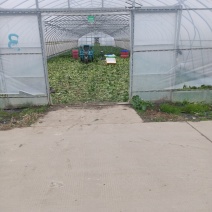 [牛]菜心货源充足量大从优可视频看货欢迎联系
