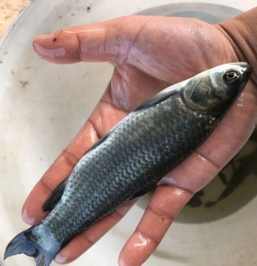 螺蛳鱼苗!特大青鱼苗价格3.30元/个 - 一亩田