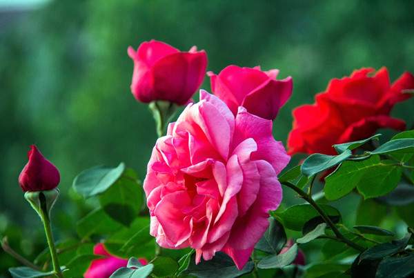 一株被称为‘自由精神’的月季正在盛开,植株整体呈大型灌木形态,主茎直立,侧枝向外扩展,花朵为柔和的杏粉色,重瓣结构,散发出古典玫瑰的优雅气质,背景为绿色草坪和浅色石径,体现自然花园风格 一株名为“自由精神”的月季在庭院中开放,植株呈灌木状直立生长,枝条向外伸展,大量杏粉色重瓣花朵布满枝头