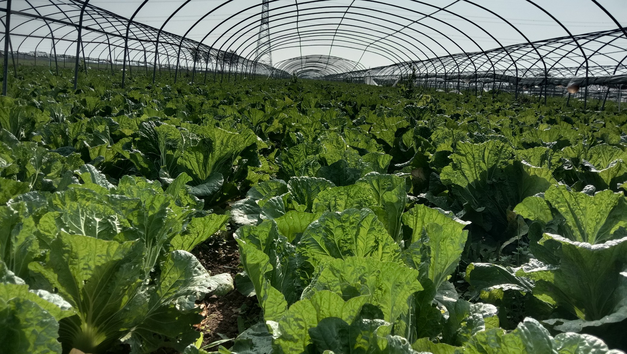 改良青杂三号大白菜田间生长实景