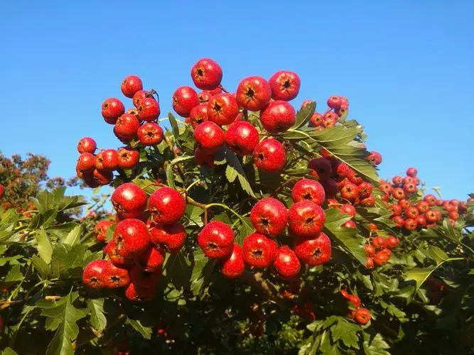 甜红子山楂产地与销售区域分布图