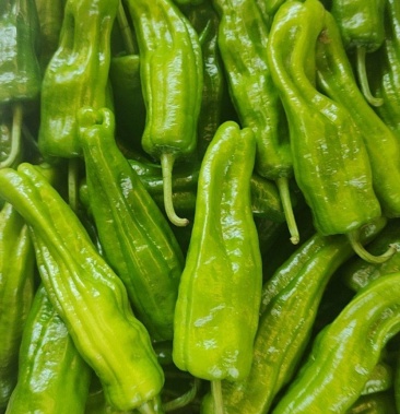 [泡椒批发]广东徐闻辣椒,炮王辣椒 ,欢迎各位老板来采购 长期供应价格