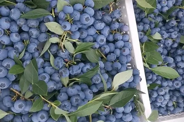 蓝莓果实特写图