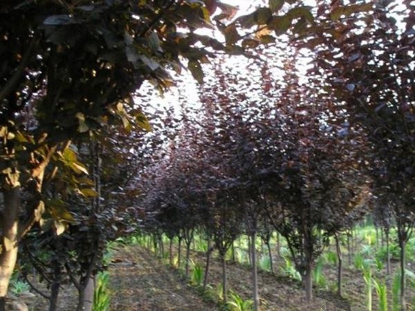 整齐排列的双红李果树,叶片茂盛,部分果实已成熟,阳光透过枝叶洒落果园 双红李种植园实景图