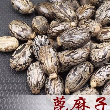 蓖麻子价格行情_今日蓖麻子价格多少钱一斤 _ 一亩田