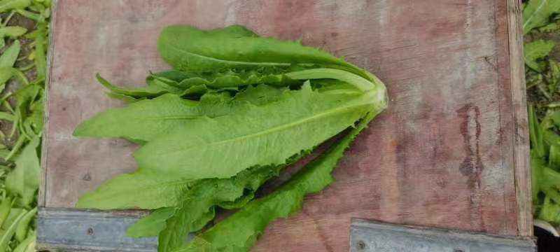 新鲜油菜特写