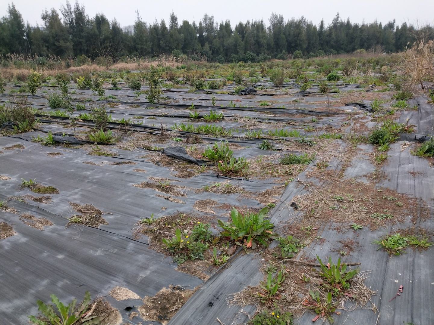 地图展示四川省内主要不知火柑种植区,包括眉山东坡区、丹棱县、仁寿县,资阳安岳县、乐至县,以及内江资中县;地图标注各产区地理位置、海拔范围(300-600米)、年均温、主要土壤类型,并用颜色梯度表示产量密度 四川不知火柑核心产区分布图