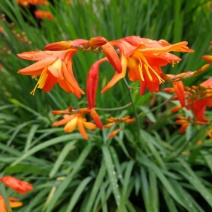 火星花种球进口庭院花园花境多年生耐热花卉观音兰雄黄兰