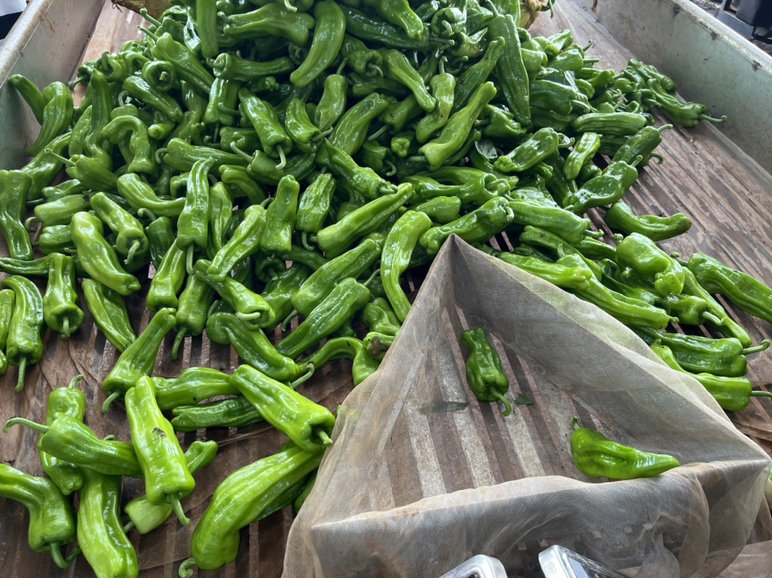 图片说明:农贸市场中,摊主正在整理成筐的螺丝椒,新鲜的辣椒堆成小山,吸引众多顾客驻足选购。 螺丝椒市场销售场景