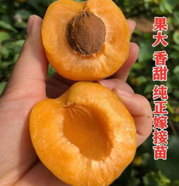 [杏树苗批发]巨蜜王杏精品嫁接树苗杏树苗/现起现发量大优惠价格6.