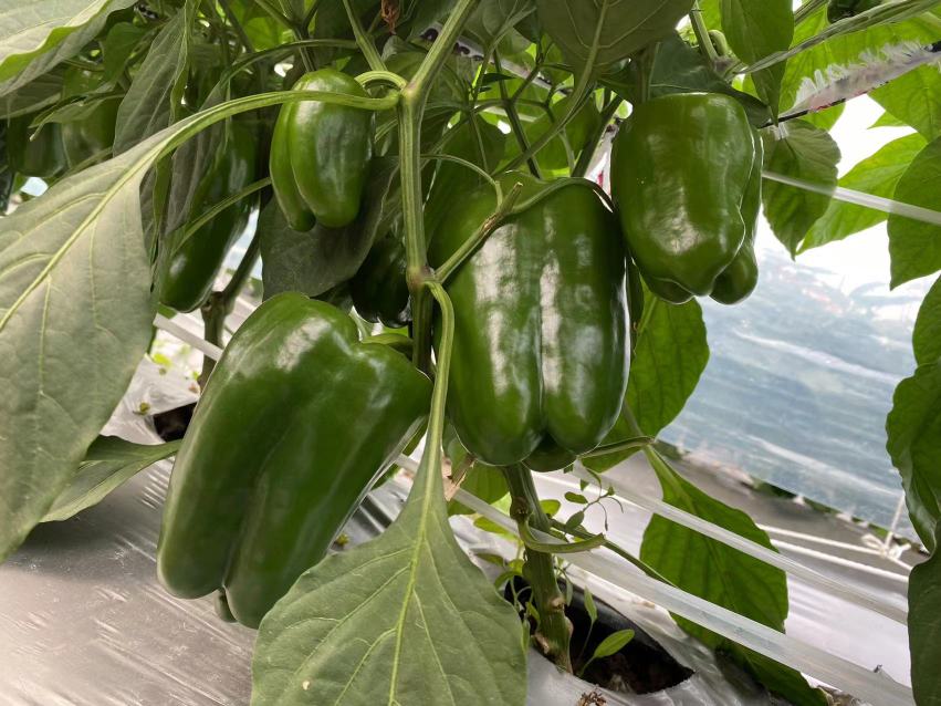 螺丝椒从绿色逐渐变为红色的过程