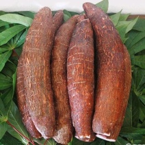 红皮白肉木薯