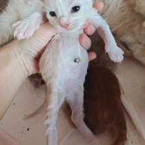 宠物猫，缅因等纯种，健康东北自己繁殖，高级代收代售