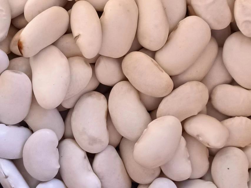 大豆与氨基酸结构对比图