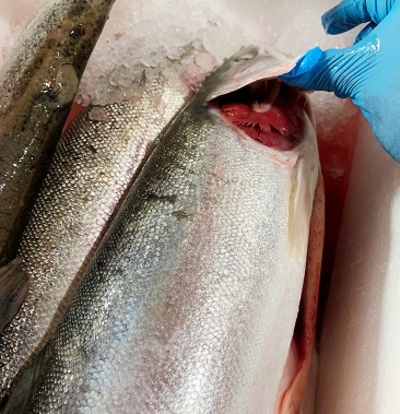 [三文鱼批发]龙羊峡三文鱼3-4冰鲜整条原料@工厂价源头批发@全国发货