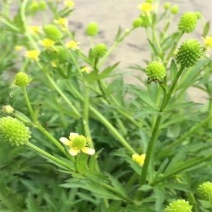 野生起泡草种子茴茴蒜辣子草禹毛莨毛堇紫茎毛莨茛中药材草本