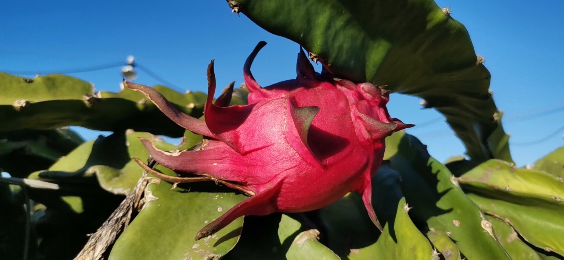 火龙果植株生长在仙人掌类茎干上的实景图
