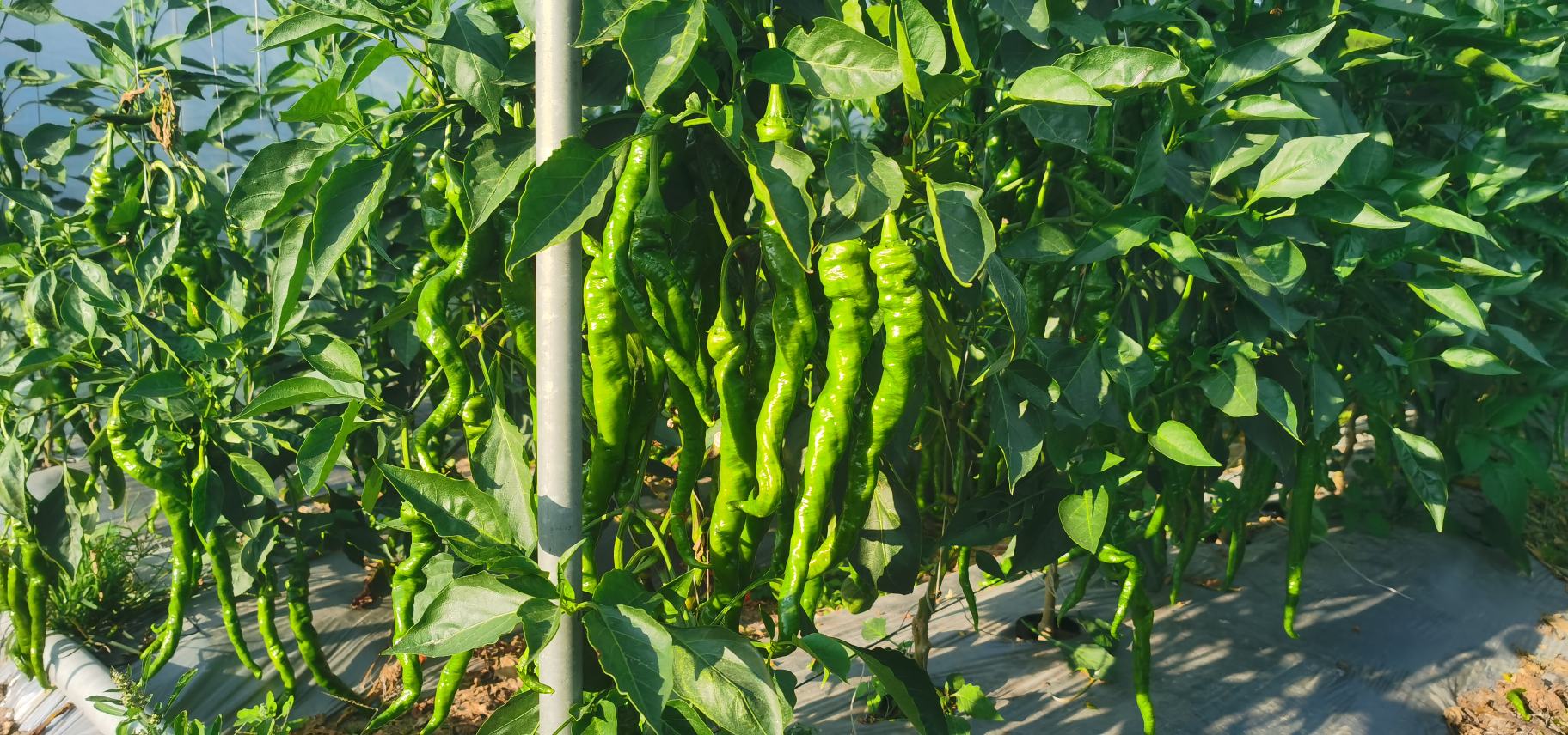 图片说明:成片的螺丝椒种植基地,绿油油的辣椒藤上挂满了螺旋状的果实,呈现出丰收的景象。 螺丝椒种植基地