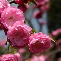 重瓣榆叶梅