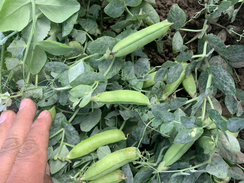 白扁豆植株与豆荚