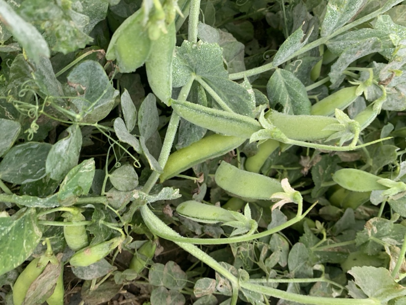 白扁豆植株特写