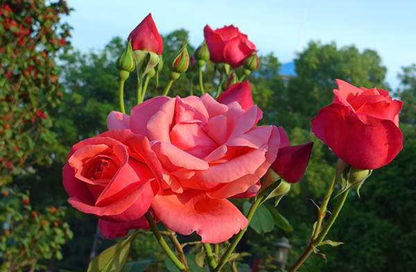 大花美人月季盛开的场景