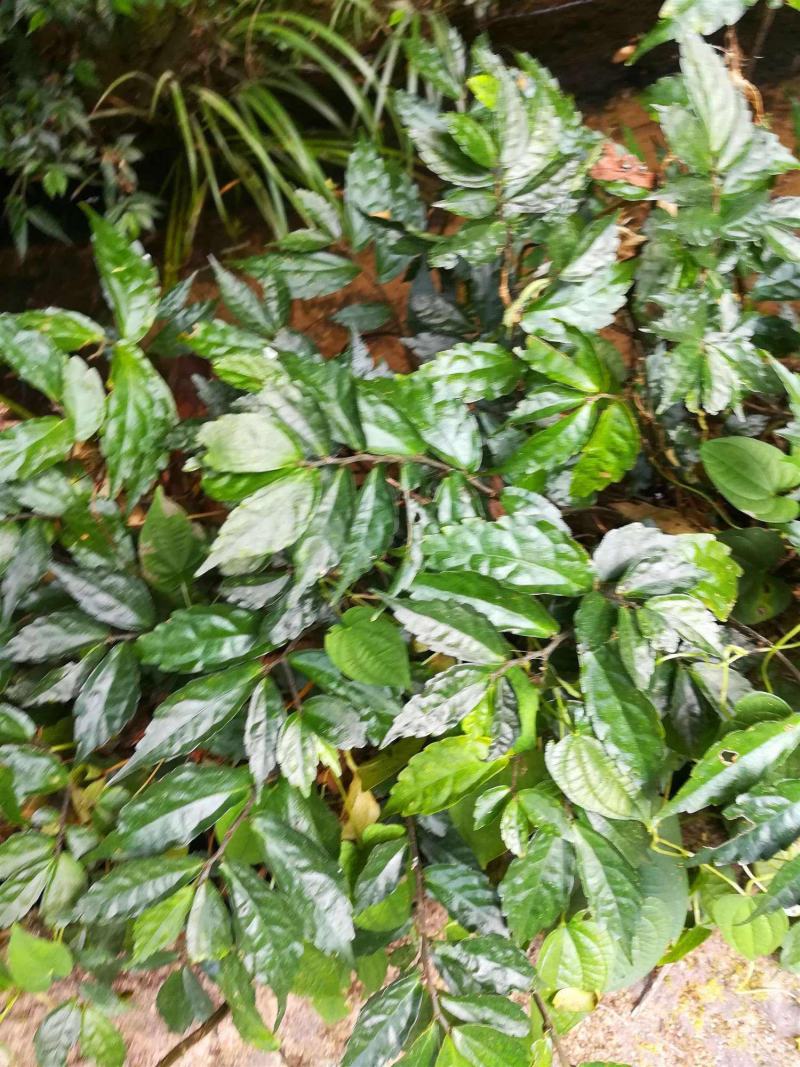 赤车,别名岩下青,坑兰,拔血红,乌梗子冷背中药材!