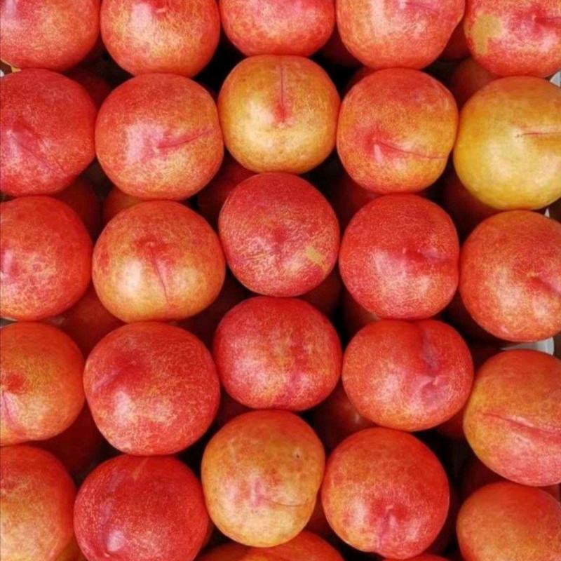 红八一李子,个头颜色相当好,大量货源欢迎您的来电