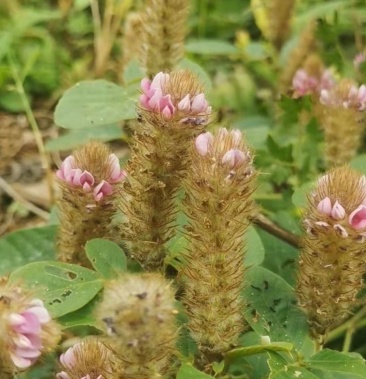 [批发]野生狸尾草种子羊咩香狐狸尾巴草狸尾豆煲汤滋补多年生草本植