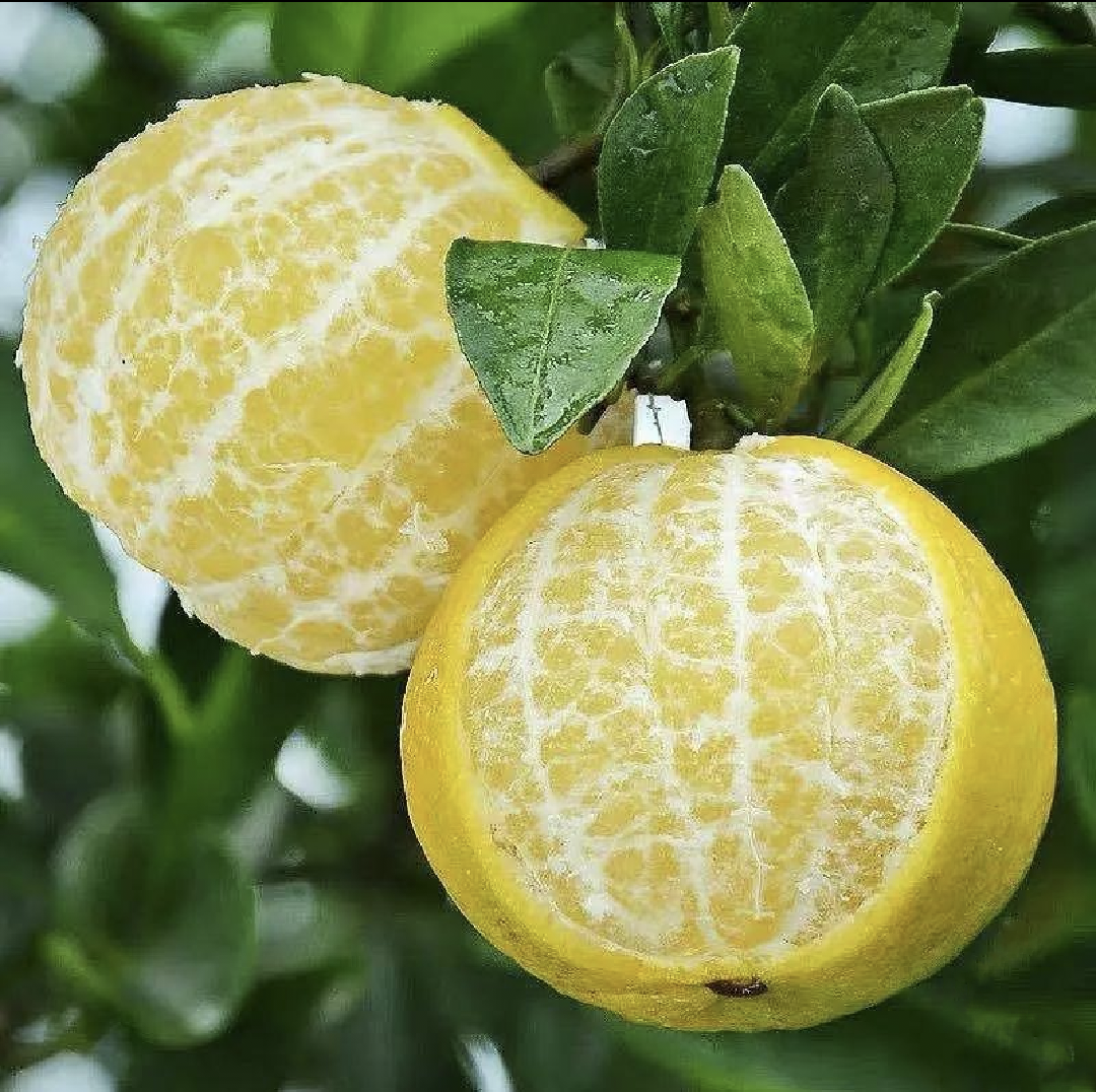 一颗被横向切开的皇帝柑,露出晶莹剔透的果肉,汁水欲滴,果瓣排列整齐,背景虚化的果皮呈金黄色,突出其新鲜多汁的特点 切开的皇帝柑特写