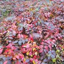 漆树苗，山漆苗，油漆树……………………………