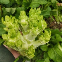 儿菜