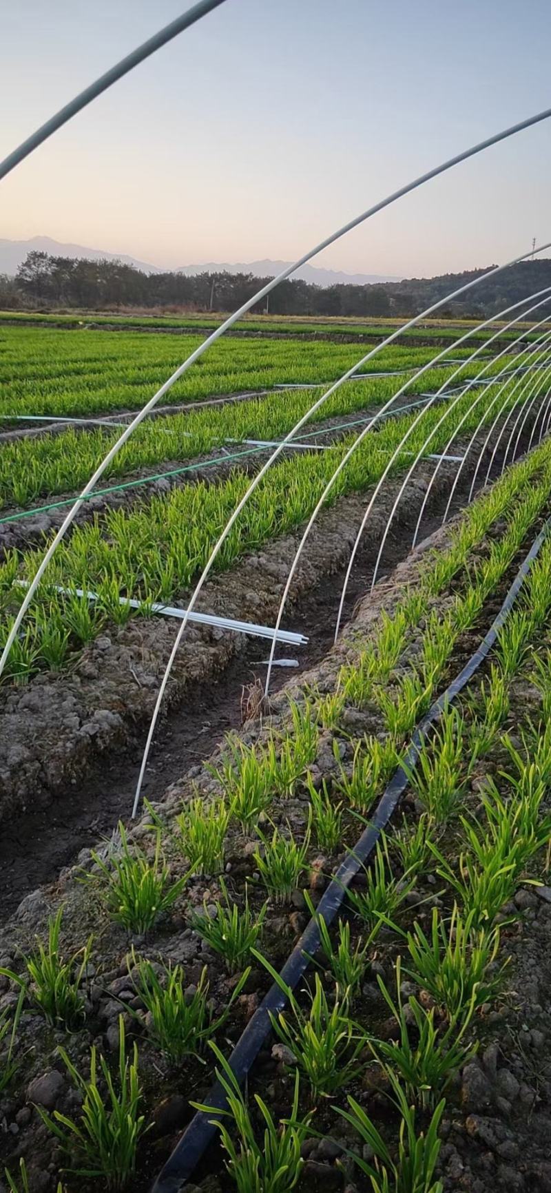 拱棚支架拱杆弓子玻璃纤维杆小弓棚农用拱棚杆