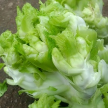 儿菜大量批发，有需要的联系我