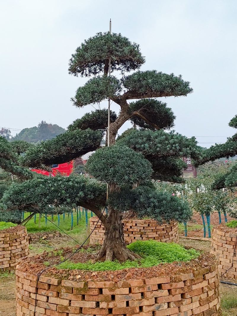 [罗汉松批发]湖南长沙浏阳市松树 5800.00元/棵造型罗汉松 _ 一亩田