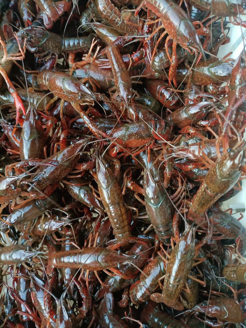 [小龙虾苗批发]湖北潜江市小龙虾苗 20.00元/斤潜江小龙虾苗 _ 一亩田