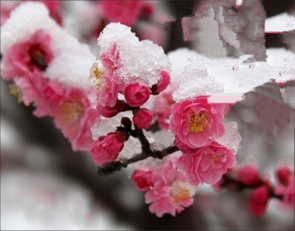 红梅盛开在冬季枝头