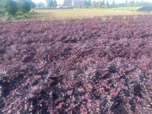 红龙藤在北方园林中用于廊架绿化，形成红色花墙效果