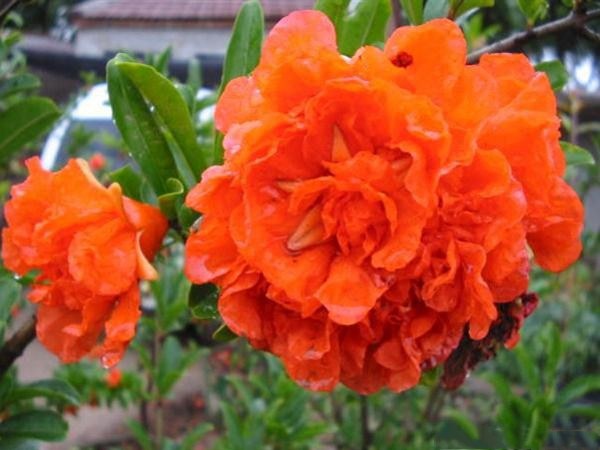 丛生花石榴开花盛景