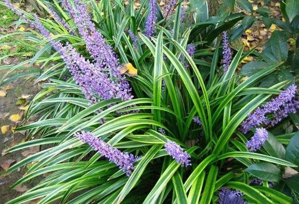 自然风格花园中的紫罗兰与雏菊