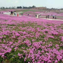芝樱批发基地芝樱全国发货