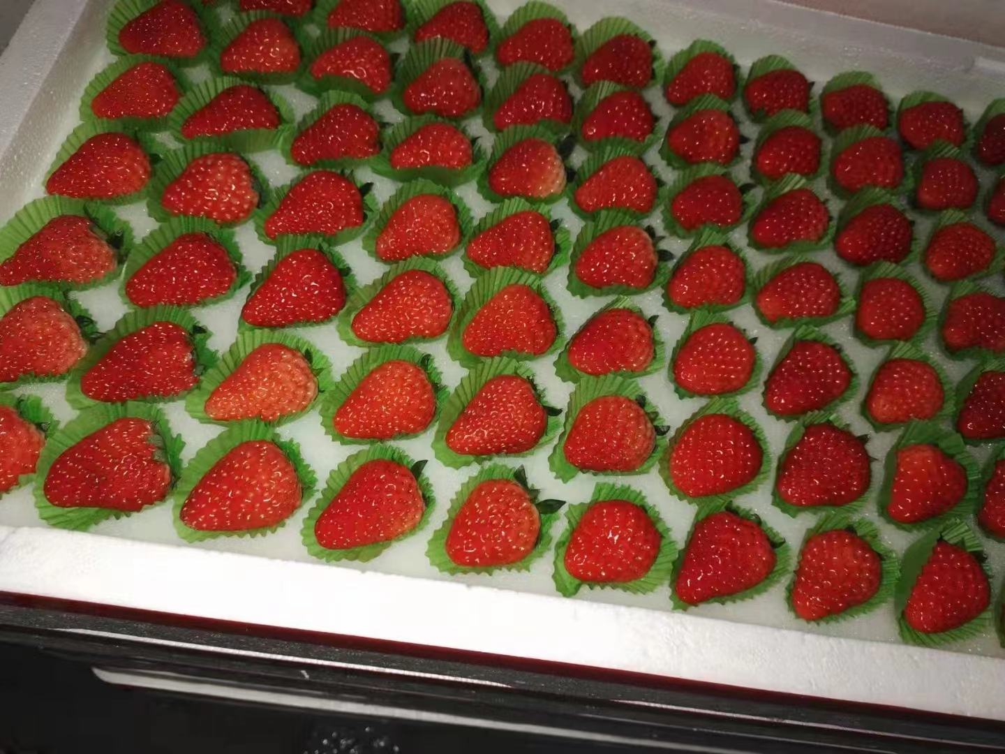 红颜草莓与九九草莓并列对比图