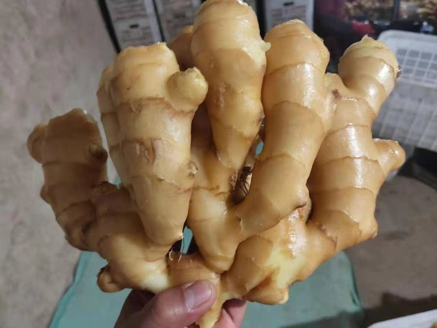 新鲜的大黄姜根茎,表皮呈深褐色,内部为明亮的橙黄色,质地坚实,表面带有自然纹理和须根痕迹,放置在木质砧板上,旁边有一把不锈钢小刀,背景虚化的厨房环境 黄姜根茎特写