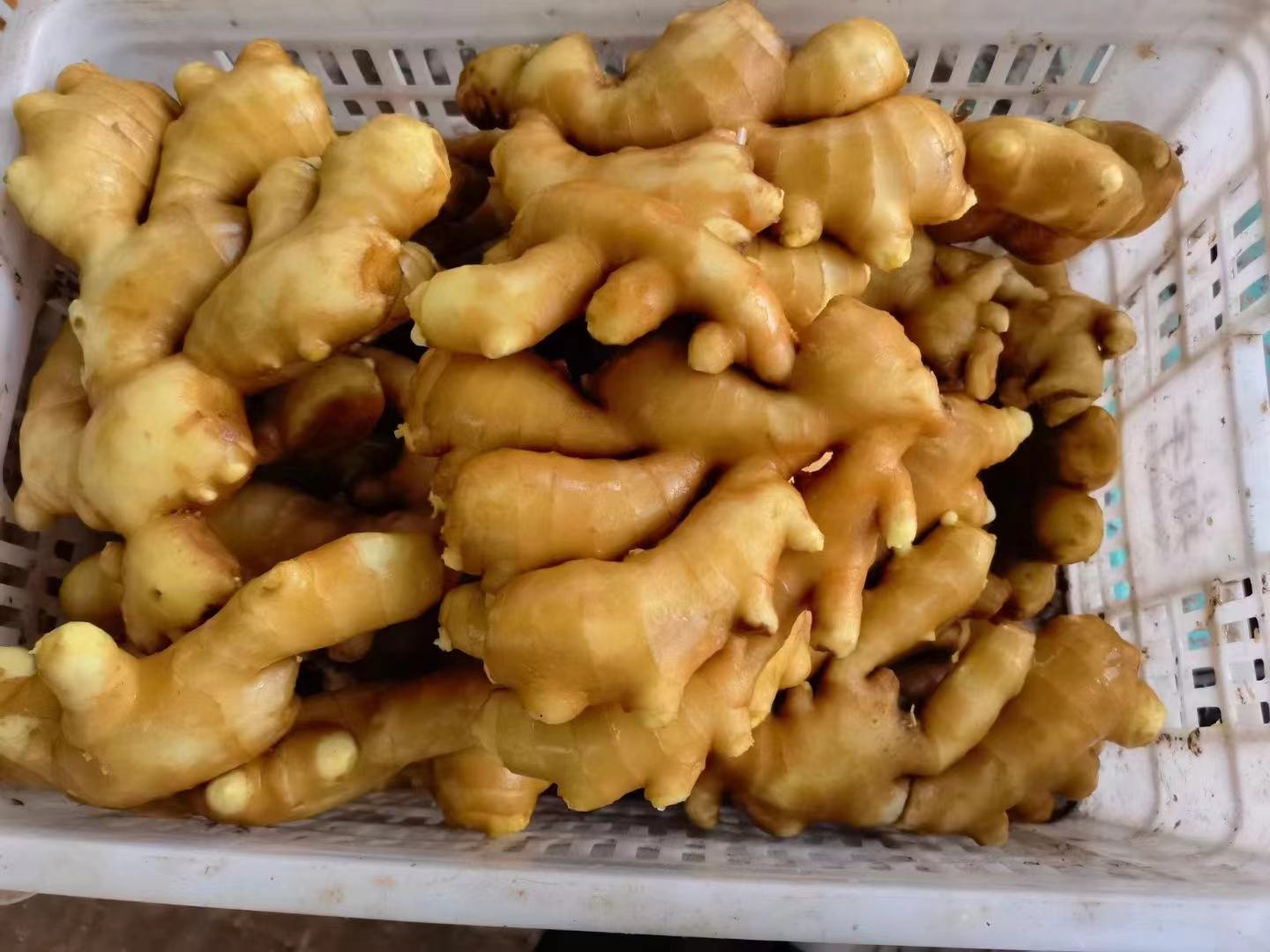 新鲜黄皮老姜块与整只处理干净的乳鸽并排置于竹编菜篮中,背景为农家厨房木质案板,体现原生态食材氛围 老姜与新鲜宰杀肉鸽并列摆放的食材图