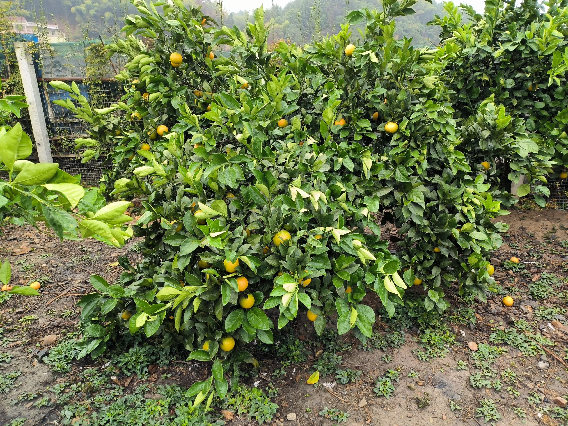 冰糖橙夏季修剪与果实套袋试验田