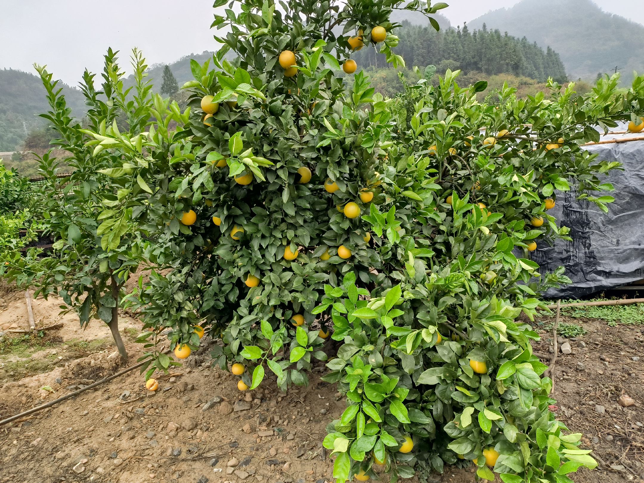 一片阳光充足的山坡果园中,整齐排列的冰糖橙树挂满金黄色的果实,农民正在手工采摘,树叶翠绿发亮,地面覆盖着枯草,体现生态种植环境 果园中的冰糖橙树