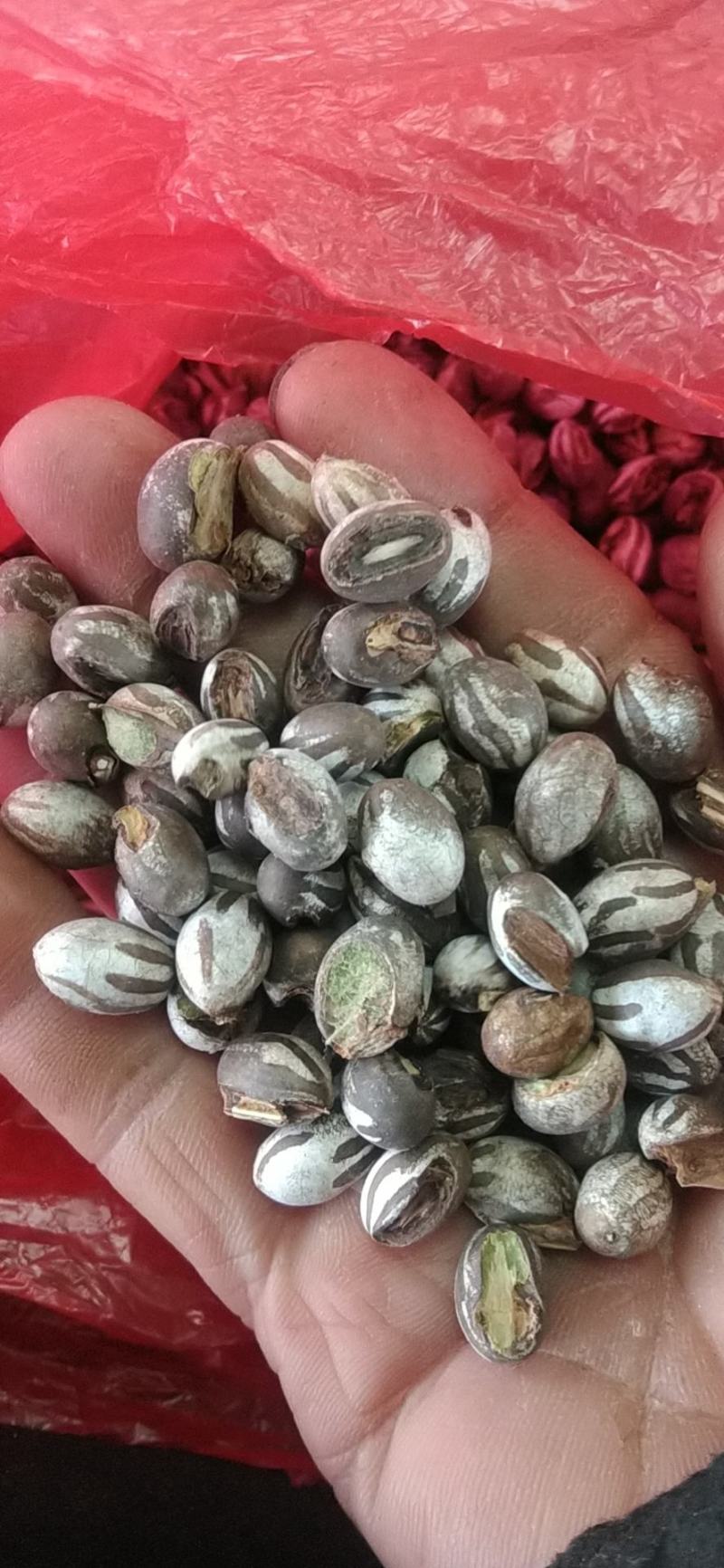 辽宁特产杨拉罐