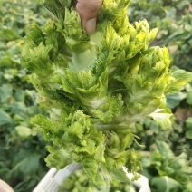 贵州优质儿菜、产地直发，大量有货，需要的赶紧联系